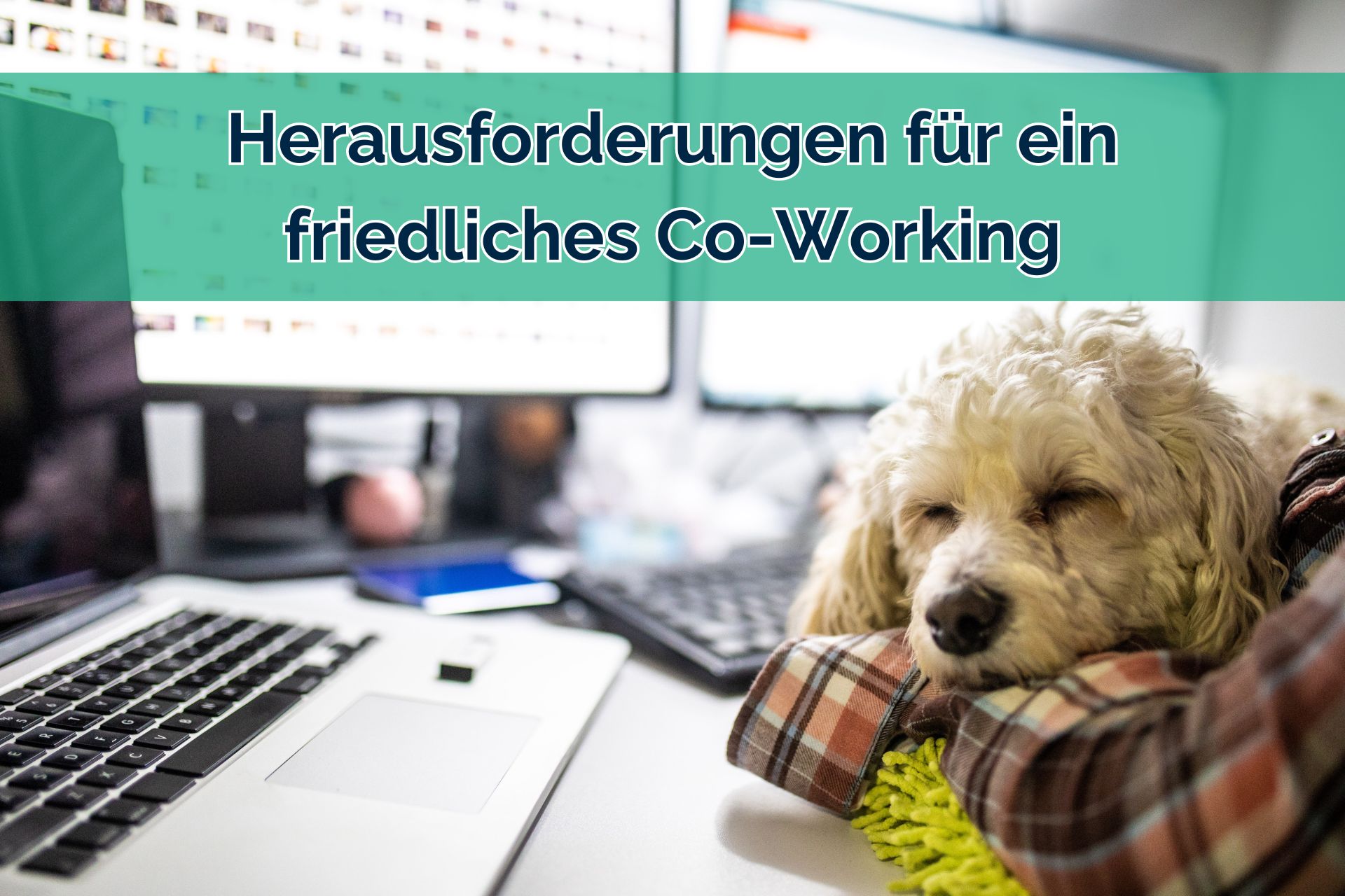 Hund im Büro
