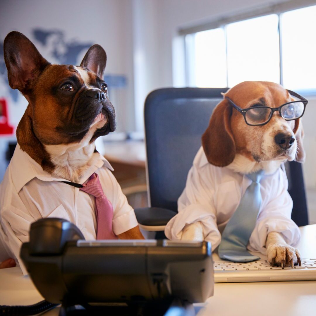 Bürohund Arbeitsplatzgestaltung